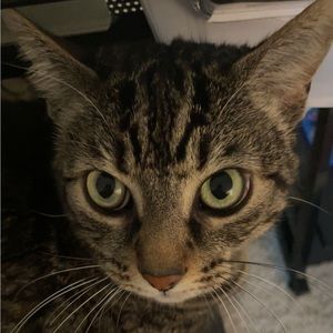 Meet your Posher, Annabelle